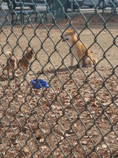 Flora Vista Dog Park - Bellflower, CA