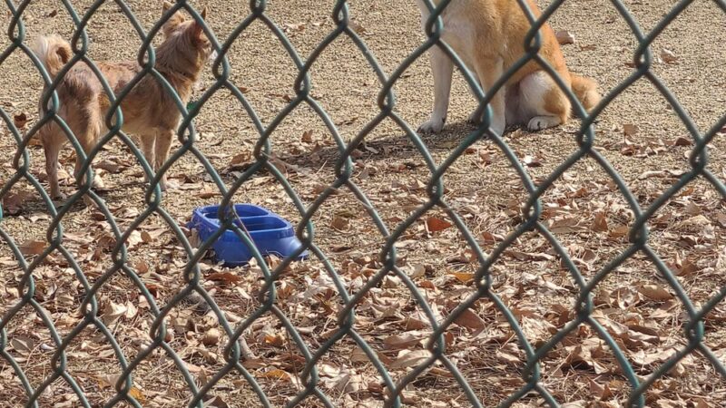 Flora Vista Dog Park - Bellflower, CA
