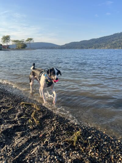 Sudden Valley Dog Park - Bellingham, WA