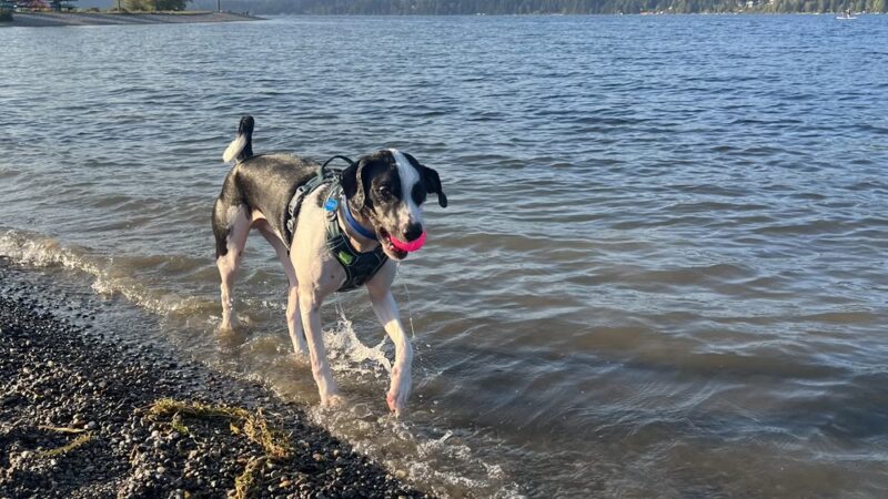 Sudden Valley Dog Park - Bellingham, WA