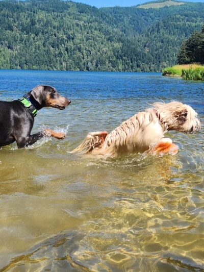 Sudden Valley Dog Park - Bellingham, WA