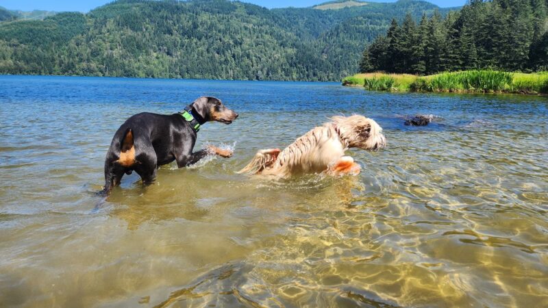 Sudden Valley Dog Park - Bellingham, WA