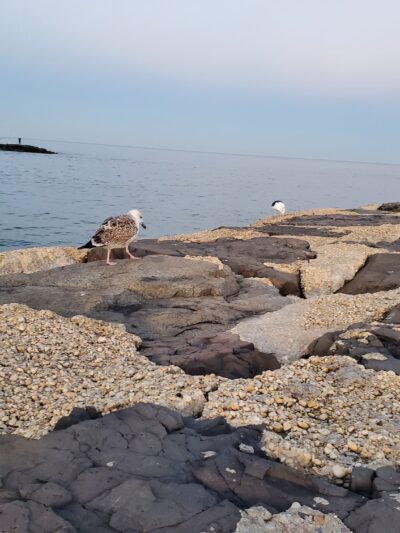 Belmar's Natural Beach Area - Belmar, NJ