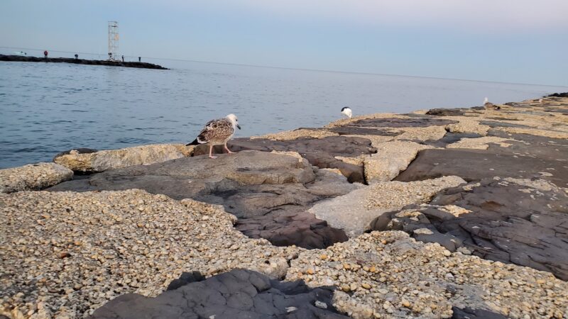 Belmar's Natural Beach Area - Belmar, NJ