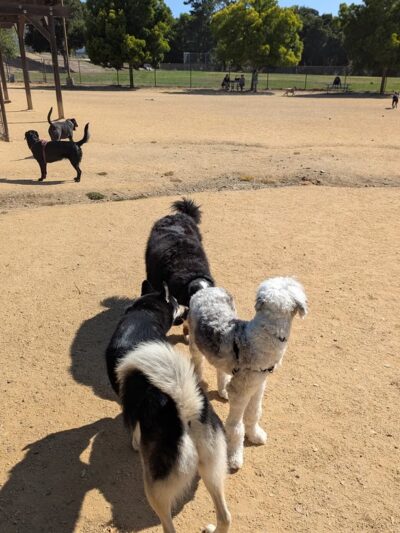 Cipriani Dog Park - Belmont, CA