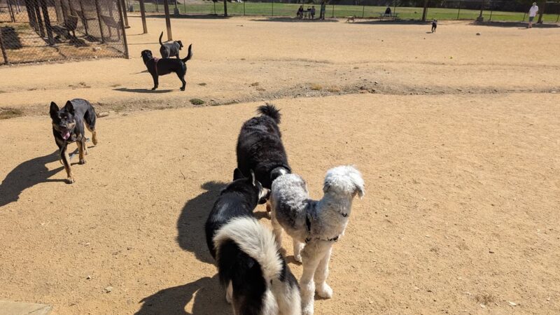 Cipriani Dog Park - Belmont, CA