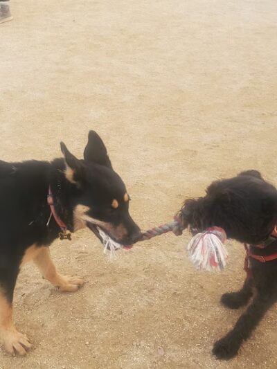 Cipriani Dog Park - Belmont, CA