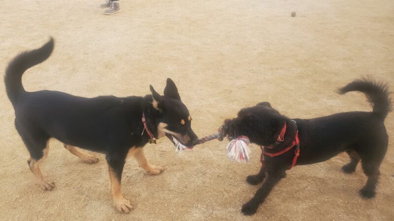 Cipriani Dog Park - Belmont, CA