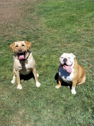 Cipriani Dog Park - Belmont, CA