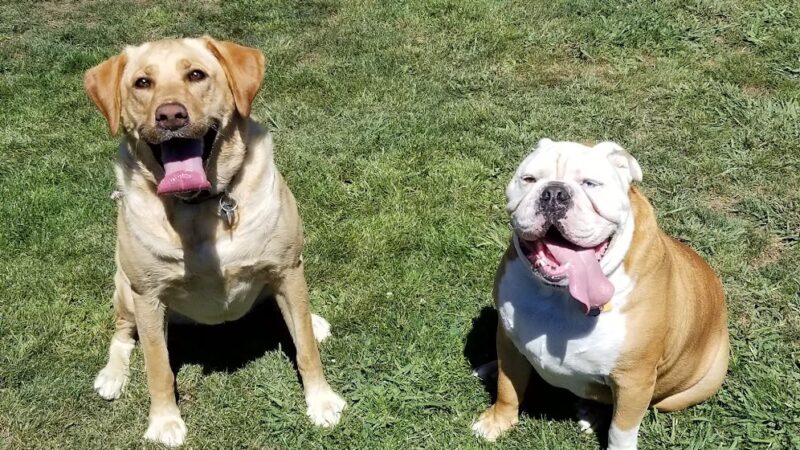 Cipriani Dog Park - Belmont, CA