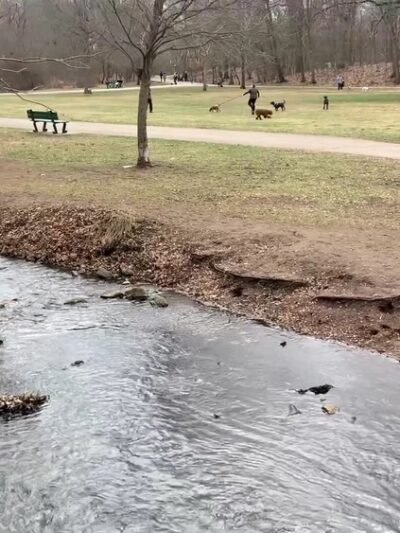 Beaver Brook Reservation - Belmont, MA