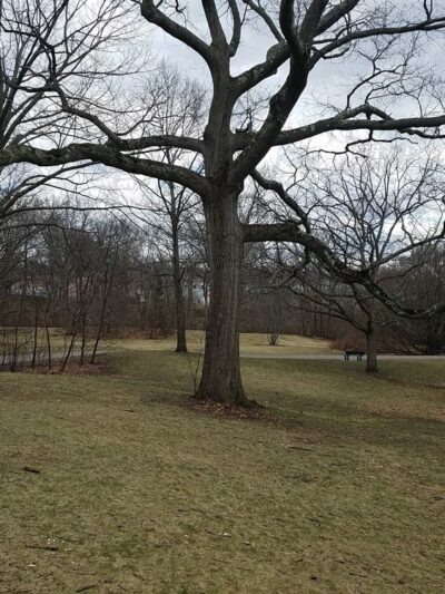 Beaver Brook Reservation - Belmont, MA