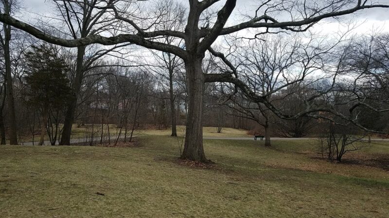 Beaver Brook Reservation - Belmont, MA