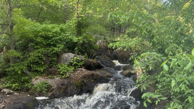 Beaver Brook Reservation - Belmont, MA