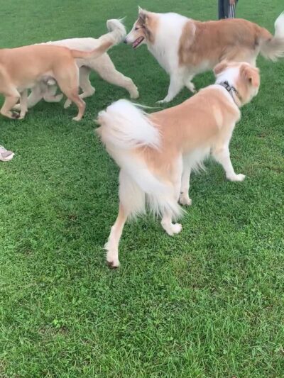 Grove Street Playground - Belmont, MA