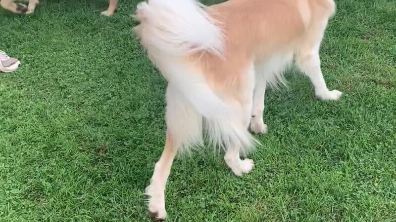 Grove Street Playground - Belmont, MA