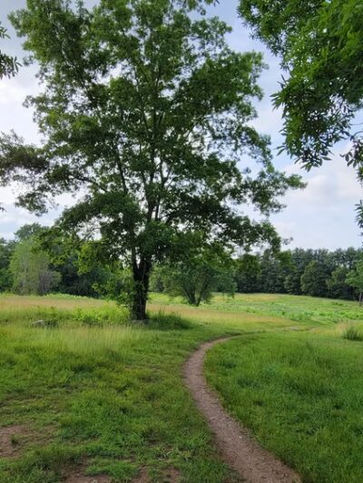 Lone Tree Hill - Belmont, MA