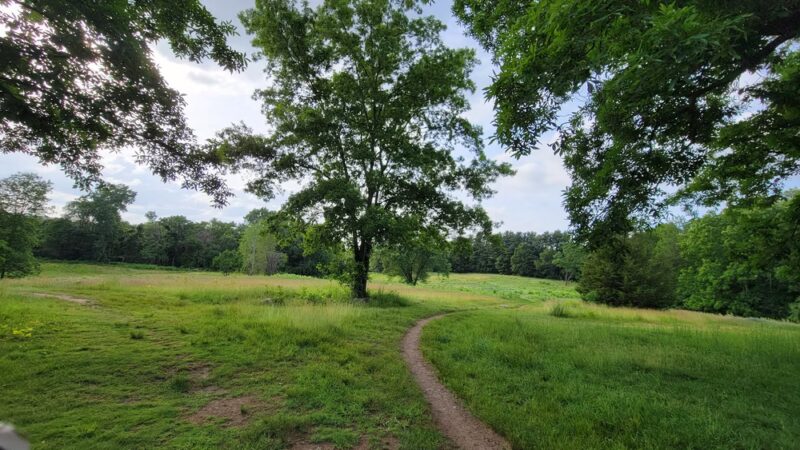 Lone Tree Hill - Belmont, MA