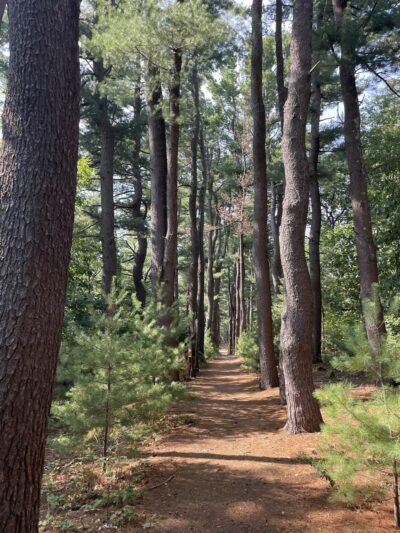Lone Tree Hill - Belmont, MA