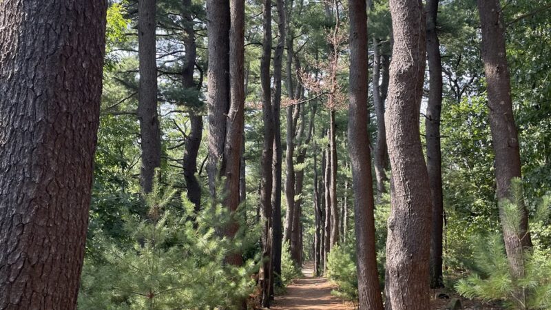 Lone Tree Hill - Belmont, MA
