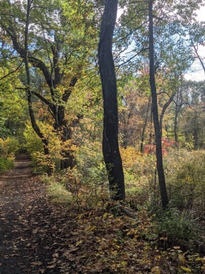 Lone Tree Hill - Belmont, MA