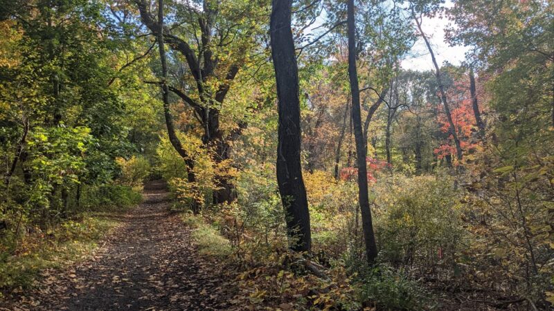 Lone Tree Hill - Belmont, MA