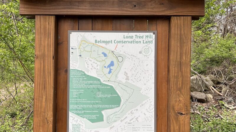 Lone Tree Hill - Belmont, MA