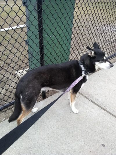 Pequossette Park - Belmont, MA