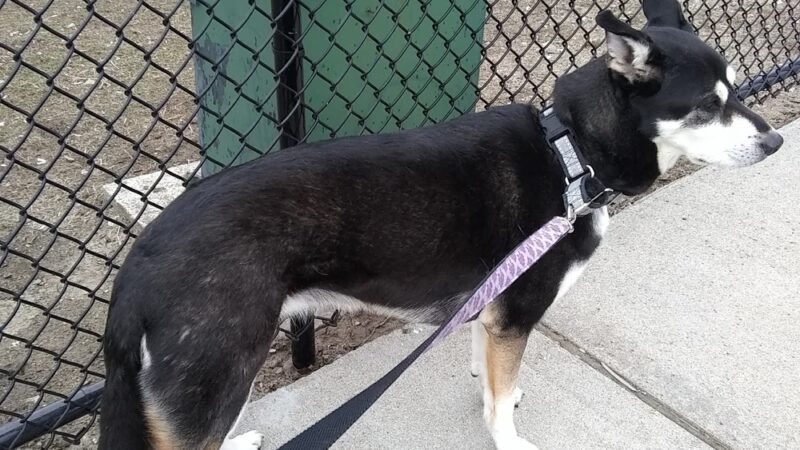 Pequossette Park - Belmont, MA