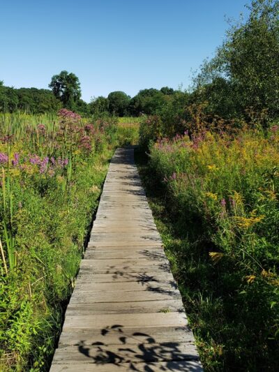 Rock Meadow Conservation Area - Belmont, MA
