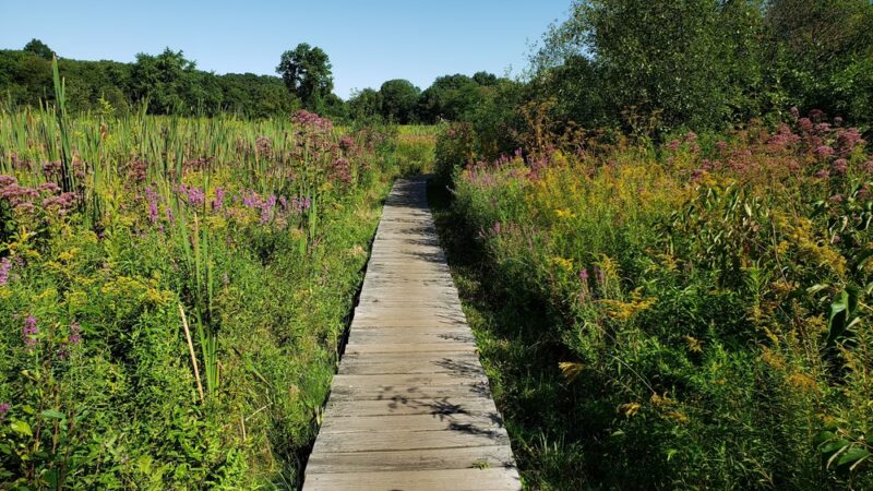 Rock Meadow Conservation Area - Belmont, MA
