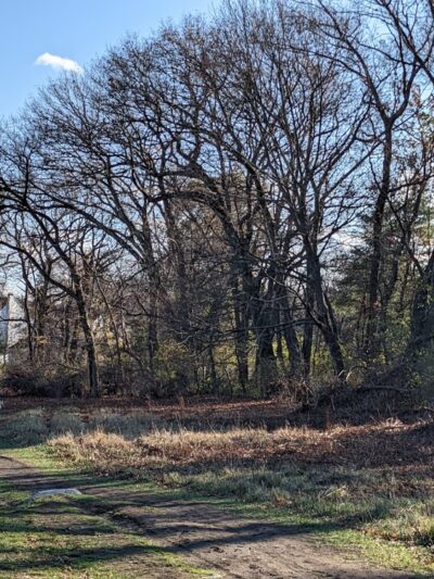 Rock Meadow Conservation Area - Belmont, MA