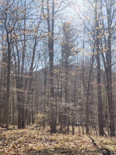 Plum Bottom Creek Campground's now Plum Good Campground - Belmont, NY