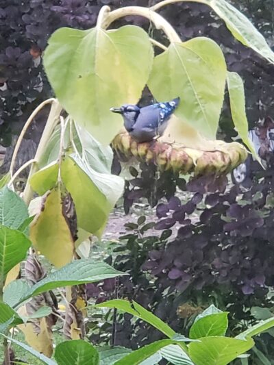Plum Bottom Creek Campground's now Plum Good Campground - Belmont, NY