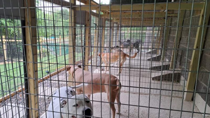 Kingdom Pet Boarding - Ben Wheeler, TX