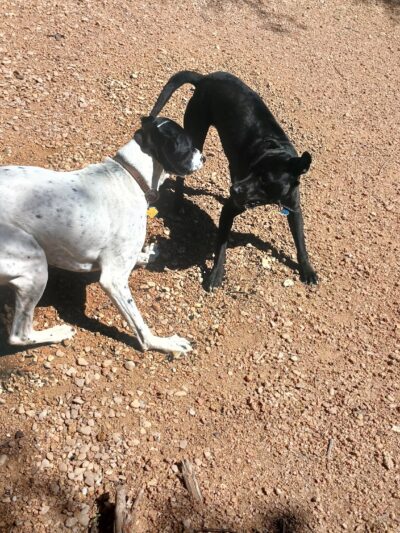 Kingdom Pet Boarding - Ben Wheeler, TX