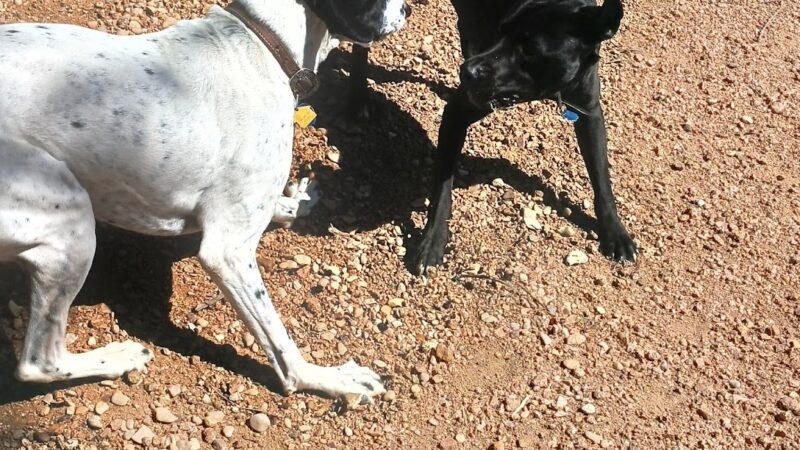 Kingdom Pet Boarding - Ben Wheeler, TX