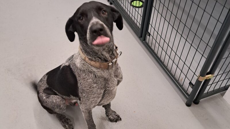 Kingdom Pet Boarding - Ben Wheeler, TX
