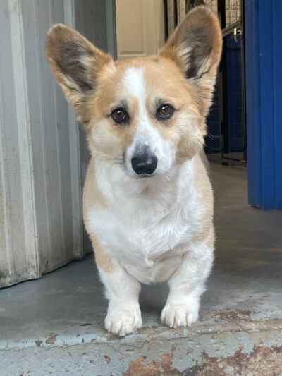 Kingdom Pet Boarding - Ben Wheeler, TX