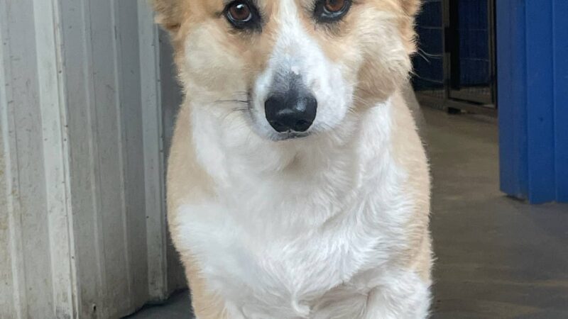 Kingdom Pet Boarding - Ben Wheeler, TX