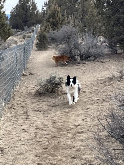 Big Sky Park Off-Leash Dog Area - Bend, OR