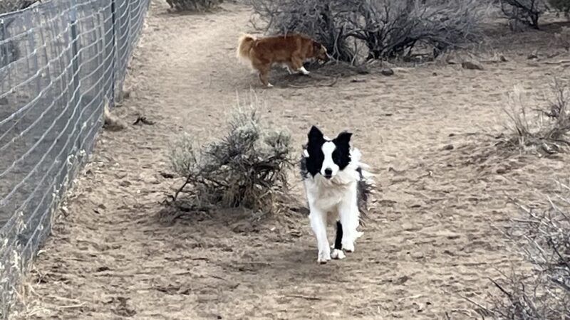 Big Sky Park Off-Leash Dog Area - Bend, OR