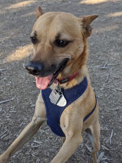 Big Sky Park Off-Leash Dog Area - Bend, OR