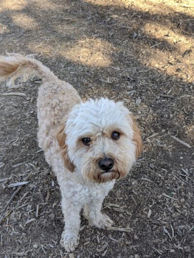 Big Sky Park Off-Leash Dog Area - Bend, OR