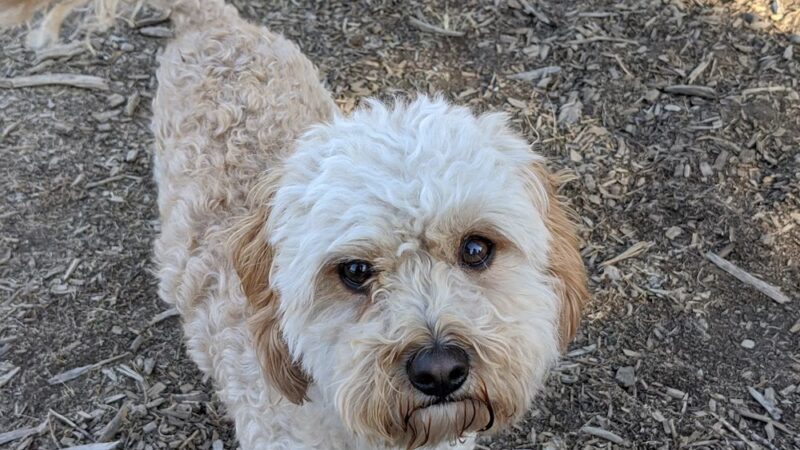 Big Sky Park Off-Leash Dog Area - Bend, OR