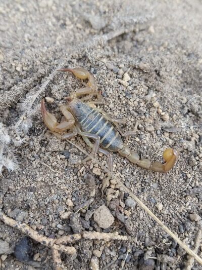 Big Sky Park Off-Leash Dog Area - Bend, OR