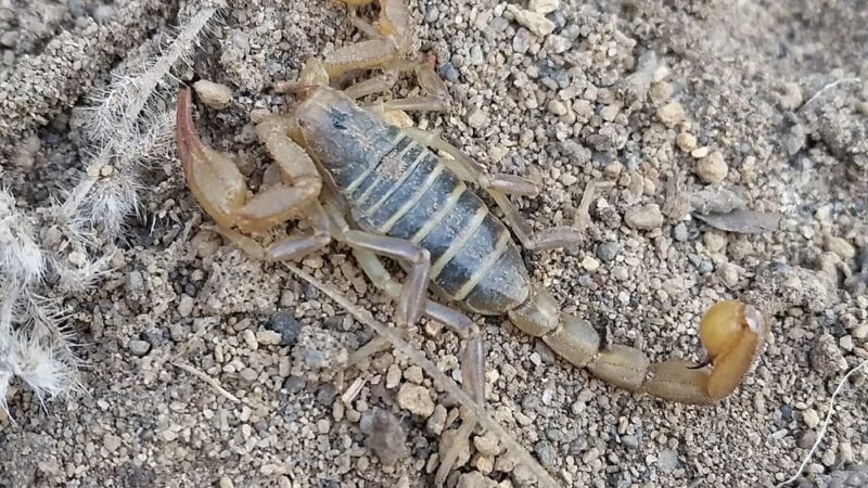 Big Sky Park Off-Leash Dog Area - Bend, OR