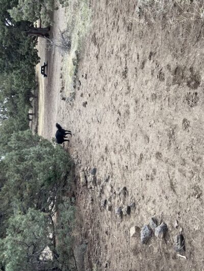 Big Sky Park Off-Leash Dog Area - Bend, OR