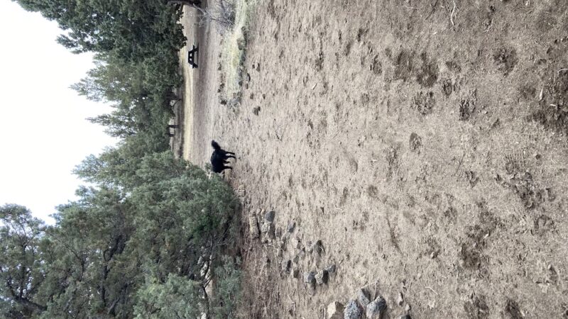 Big Sky Park Off-Leash Dog Area - Bend, OR