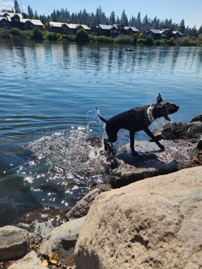 Riverbend Dog Park - Bend, OR